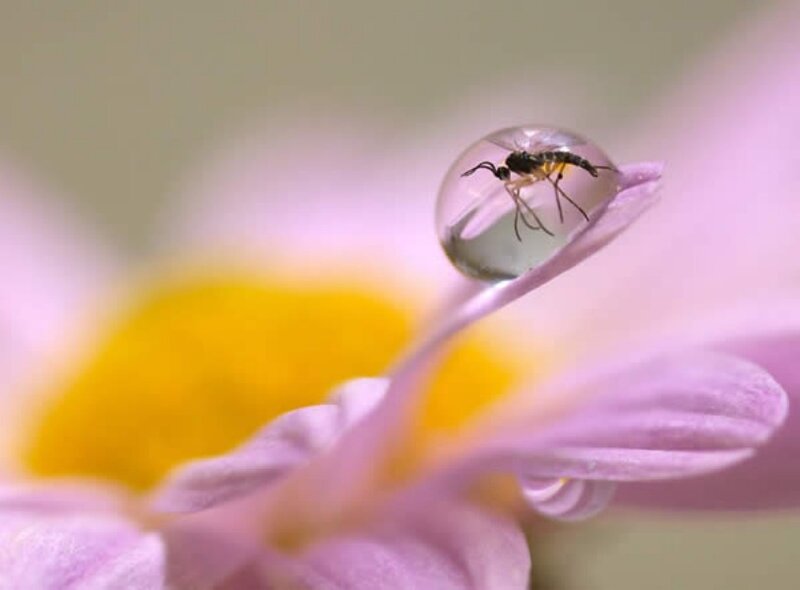 Mosquito in Water Droplet