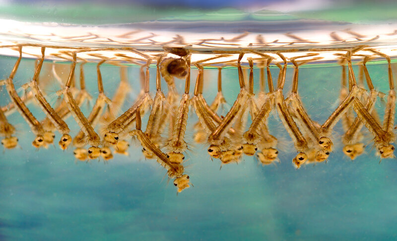 mosquito larvae in water
