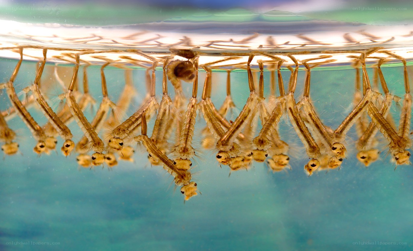 mosquito larvae in water