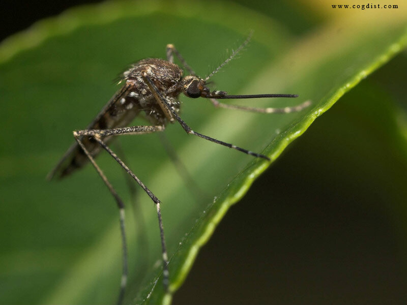 mosquito on a green leaf