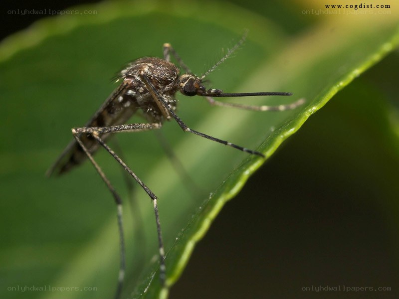 mosquito on a green leaf