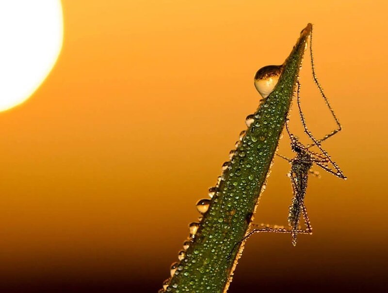 Mosquito on dew-covered leaf