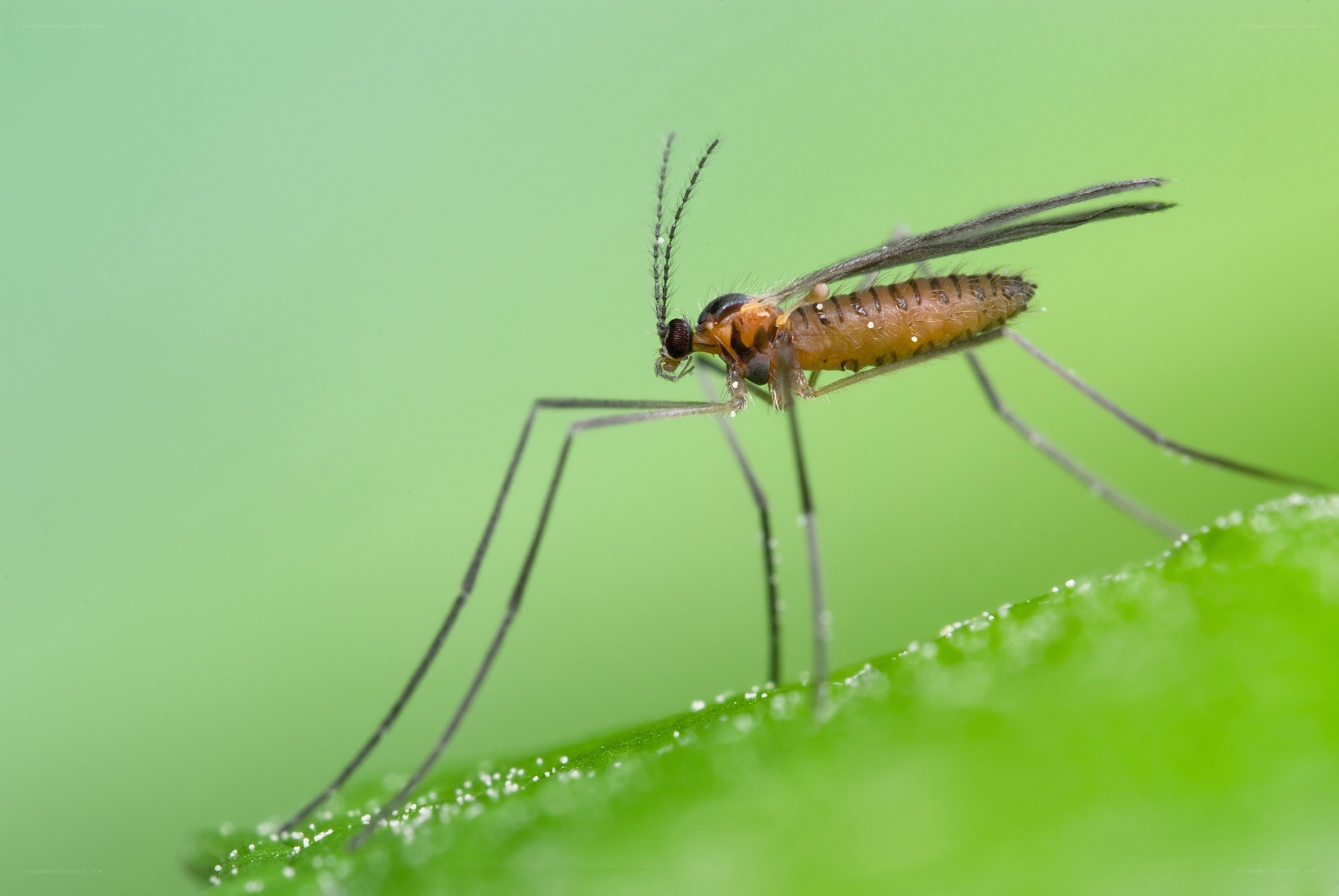 mosquito on green leaf