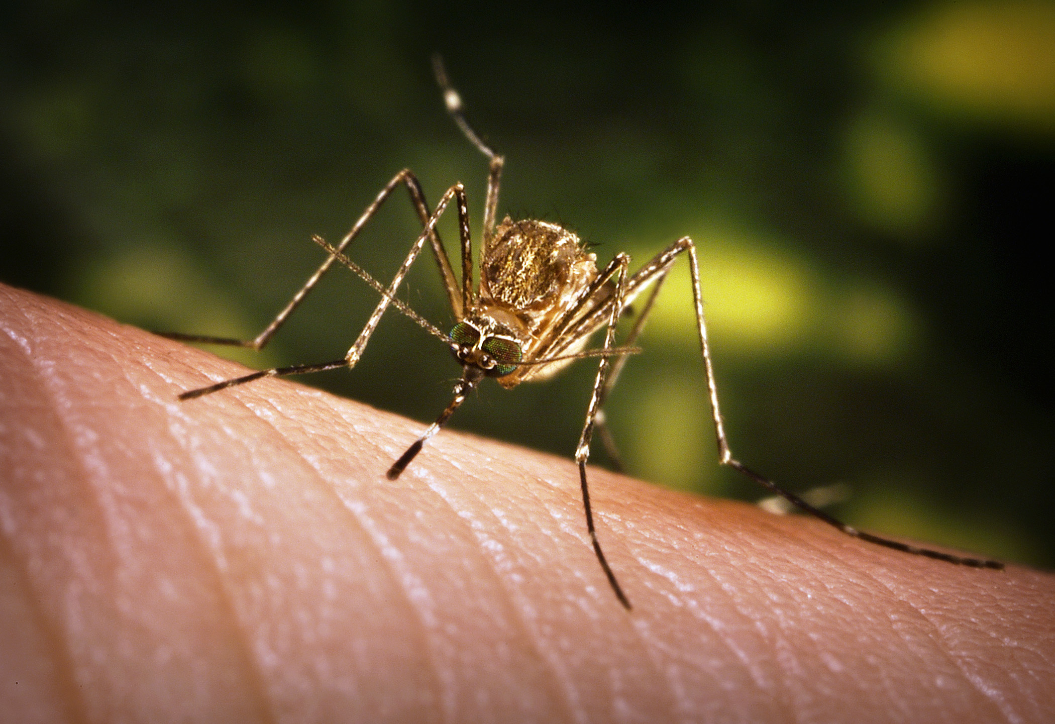 mosquito on human skin