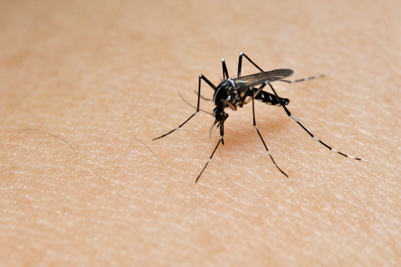 mosquito on human skin