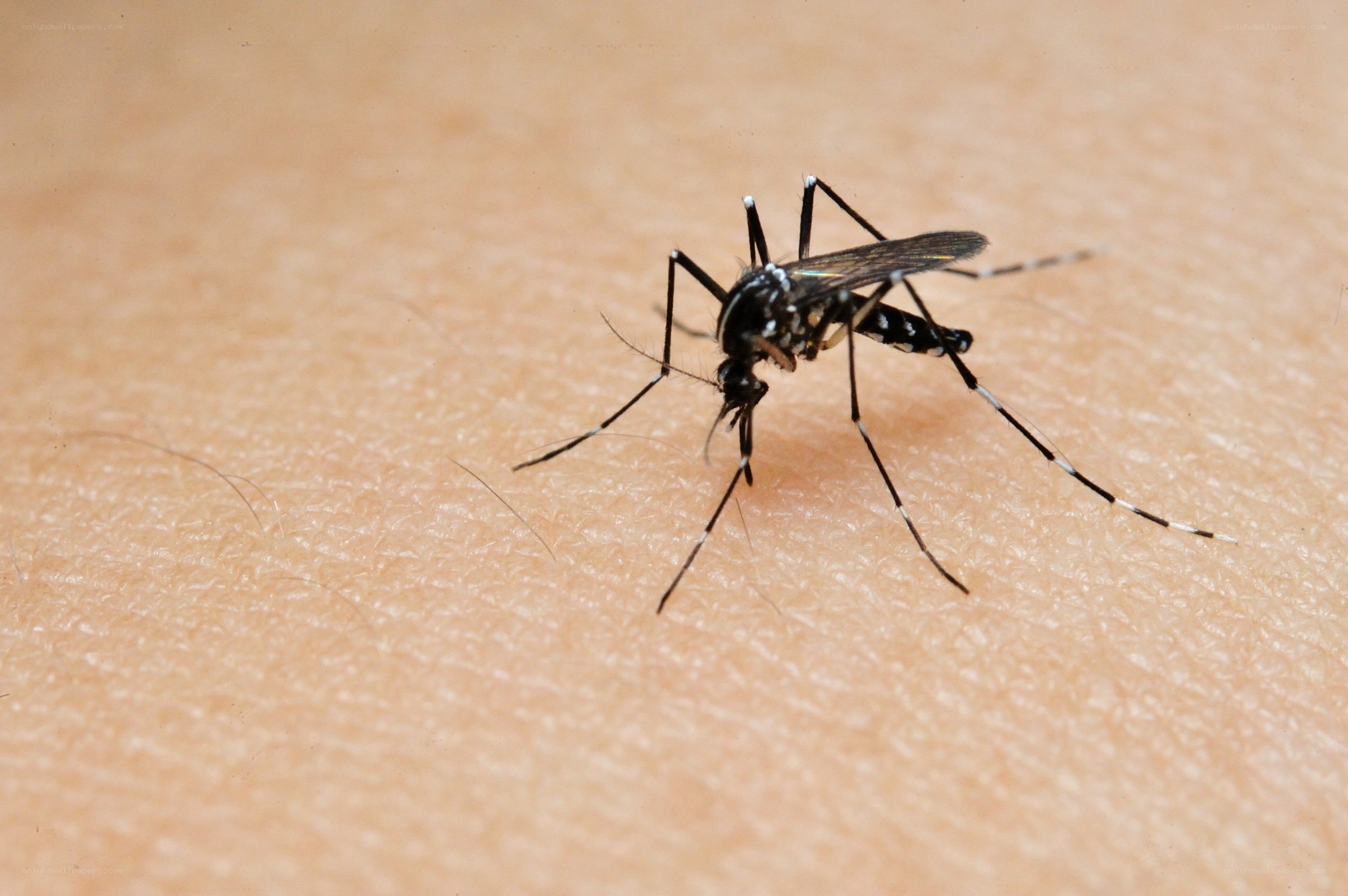 mosquito on human skin