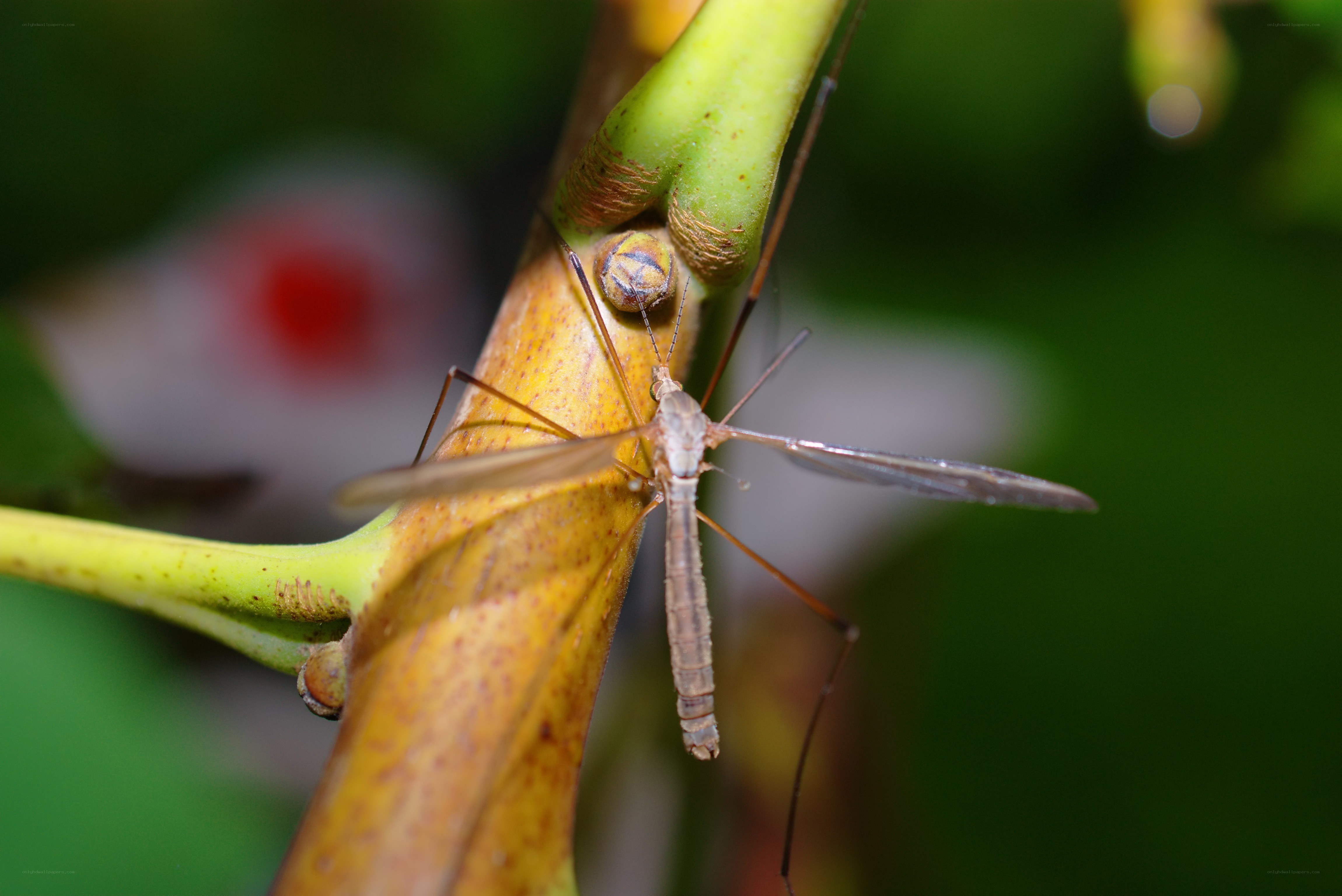 mosquito on plant stem