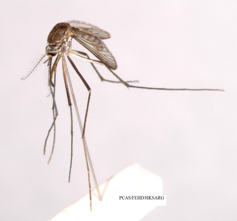 mosquito specimen