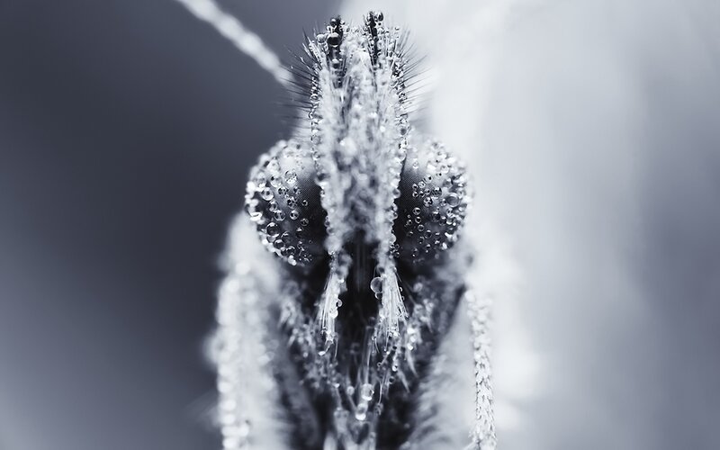 mosquito with water droplets