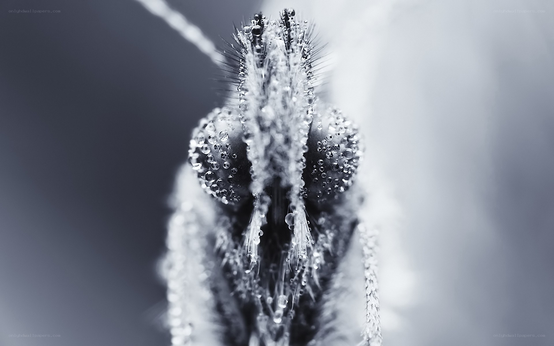 mosquito with water droplets