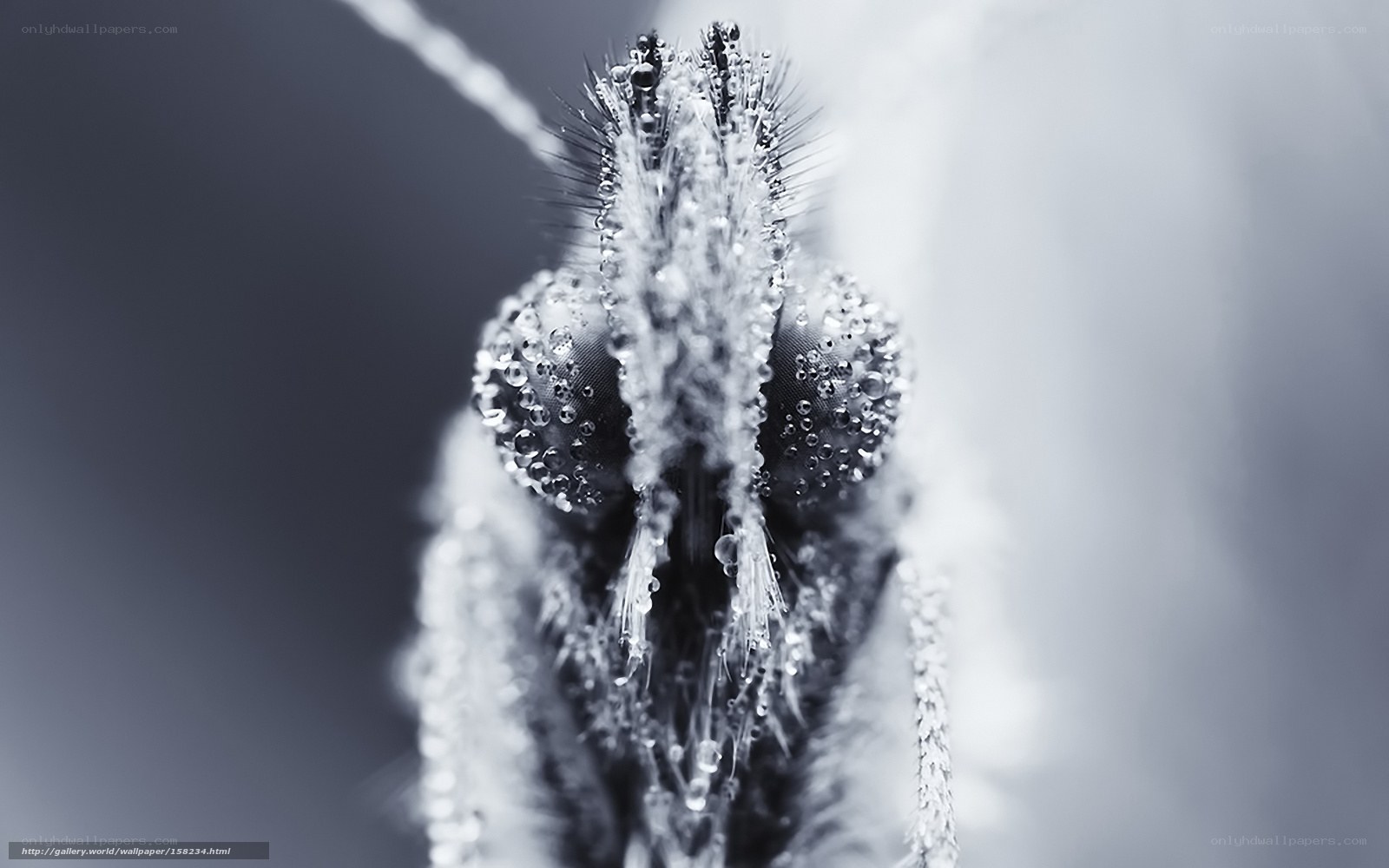 mosquito with water droplets