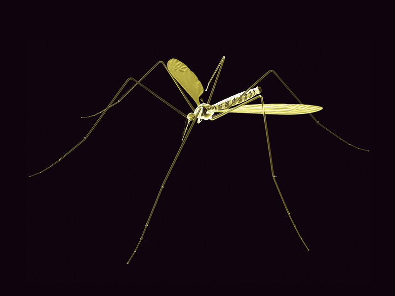 Mosquito X-ray