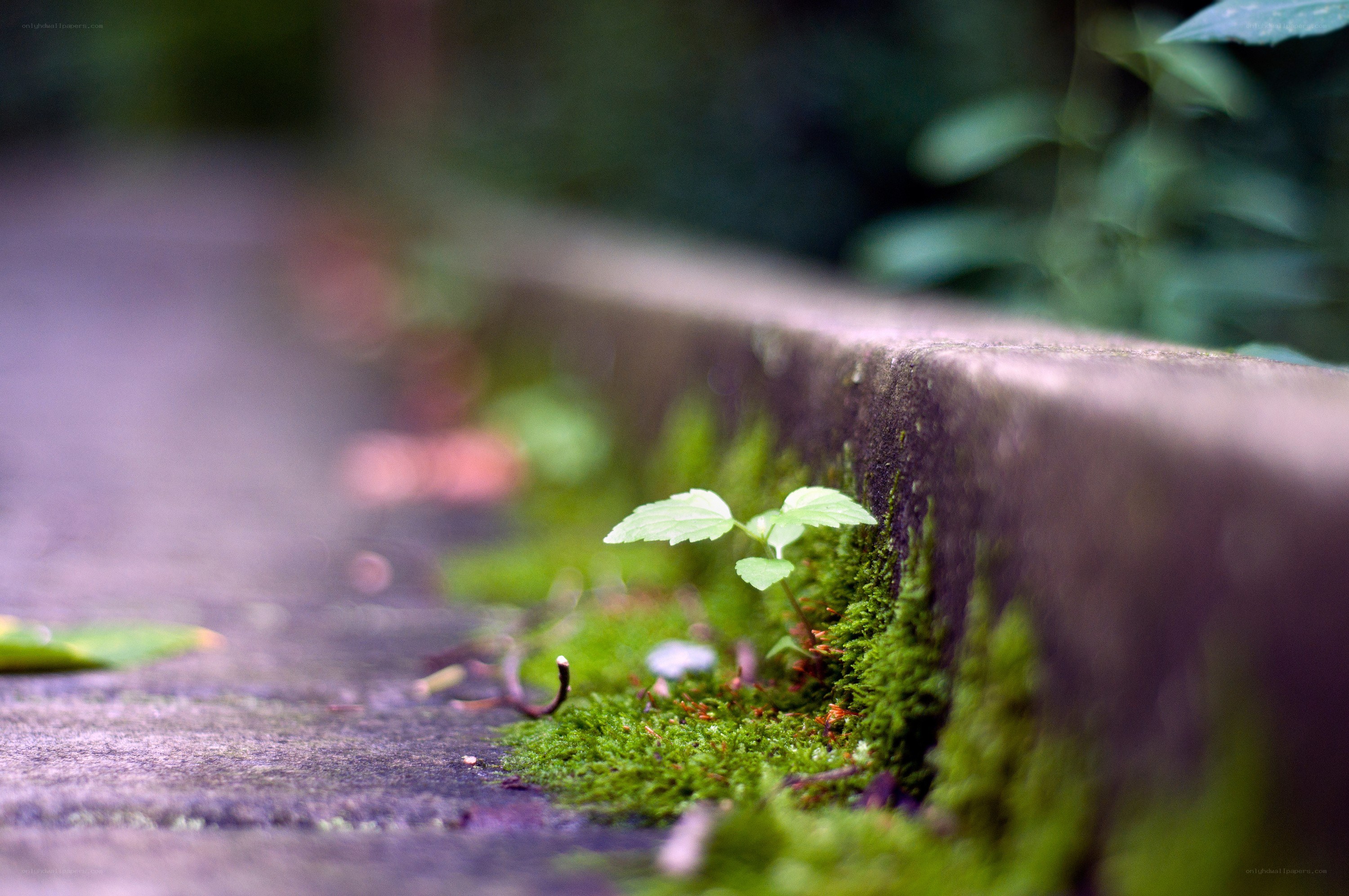Moss and a sprout on a stone wall