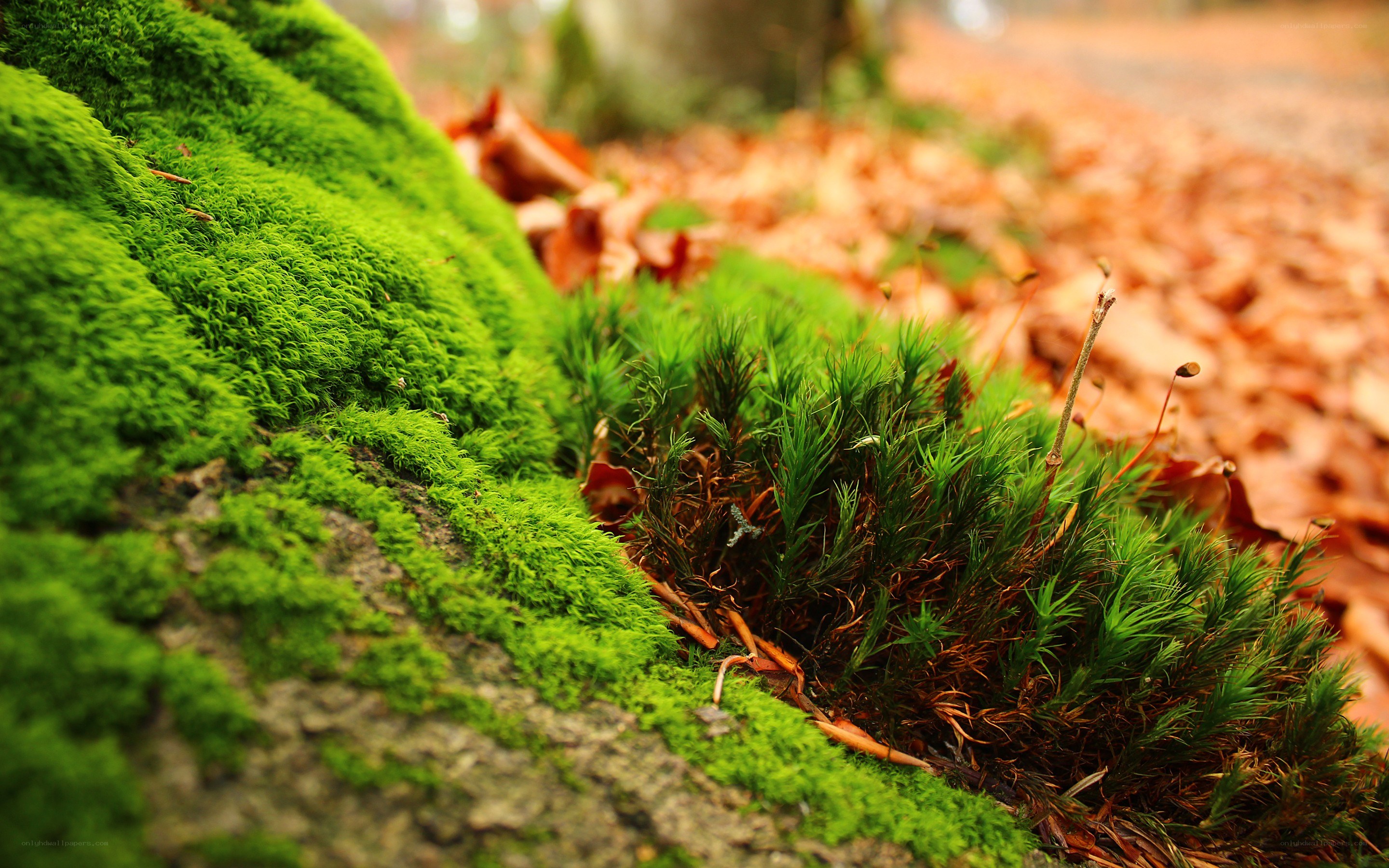 Moss and autumn leaves
