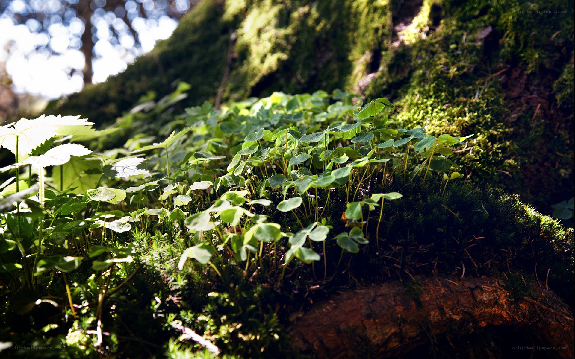 Moss and clover in forest light