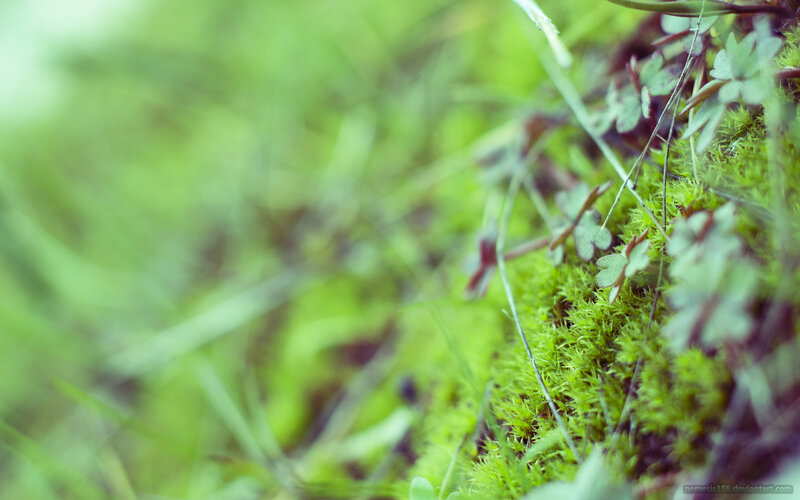 moss and clover in forest