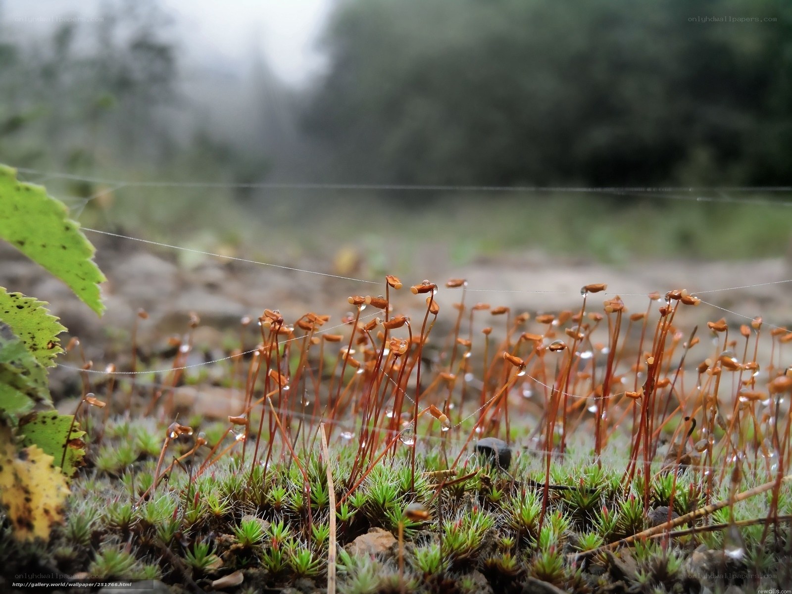 Moss and dew in a forest