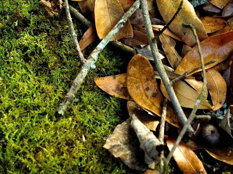 moss and fallen leaves