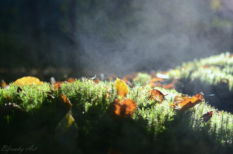 Moss and Fallen Leaves — Green