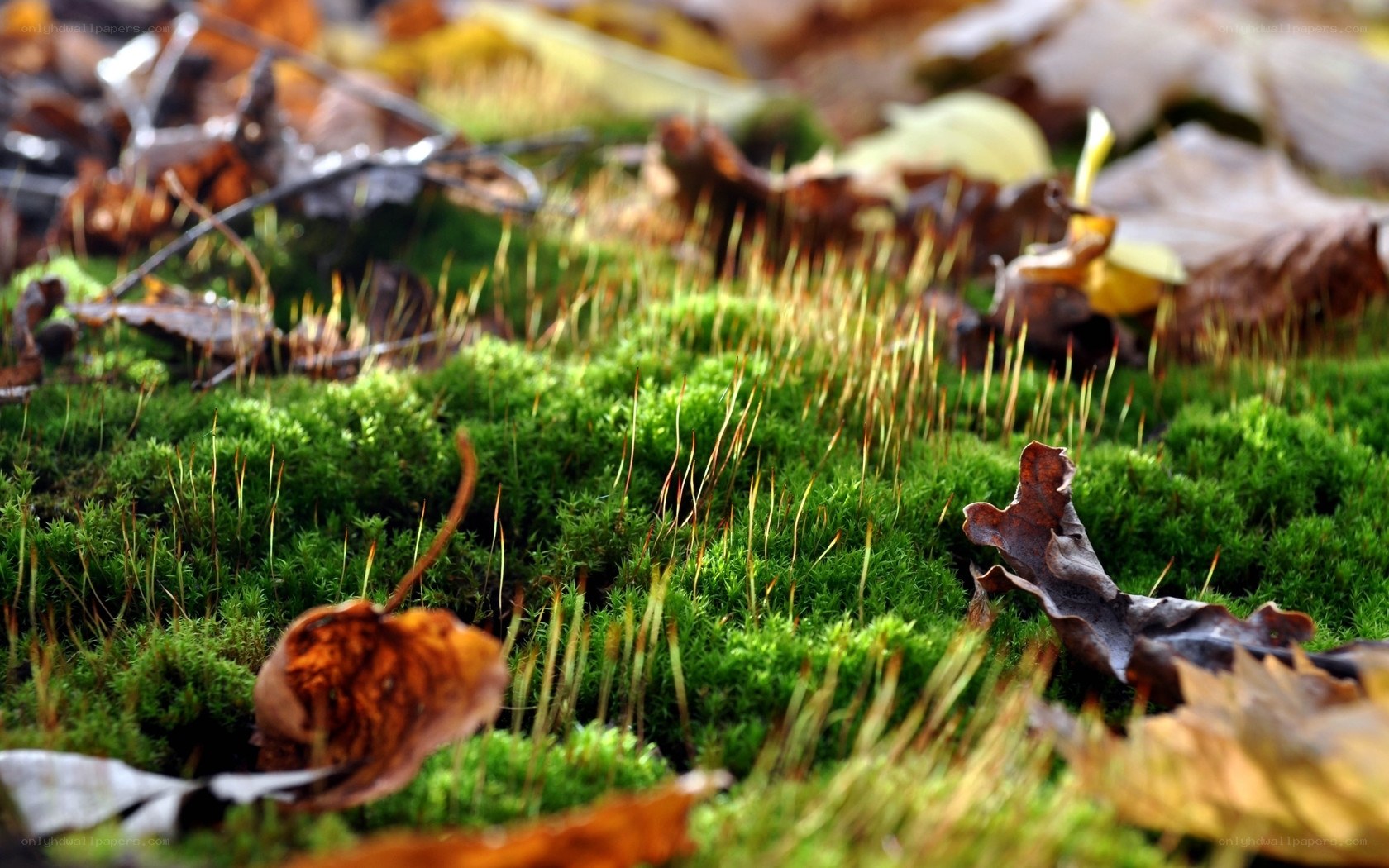 Moss and fallen leaves in forest