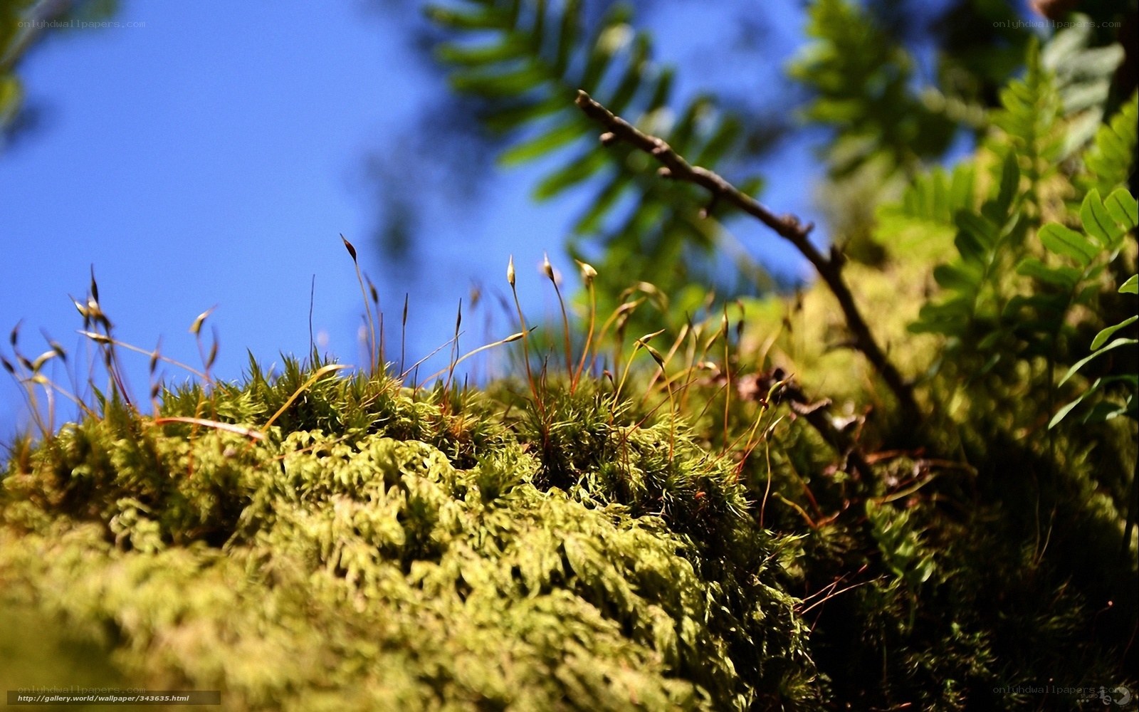 Moss and Ferns in Sunlight