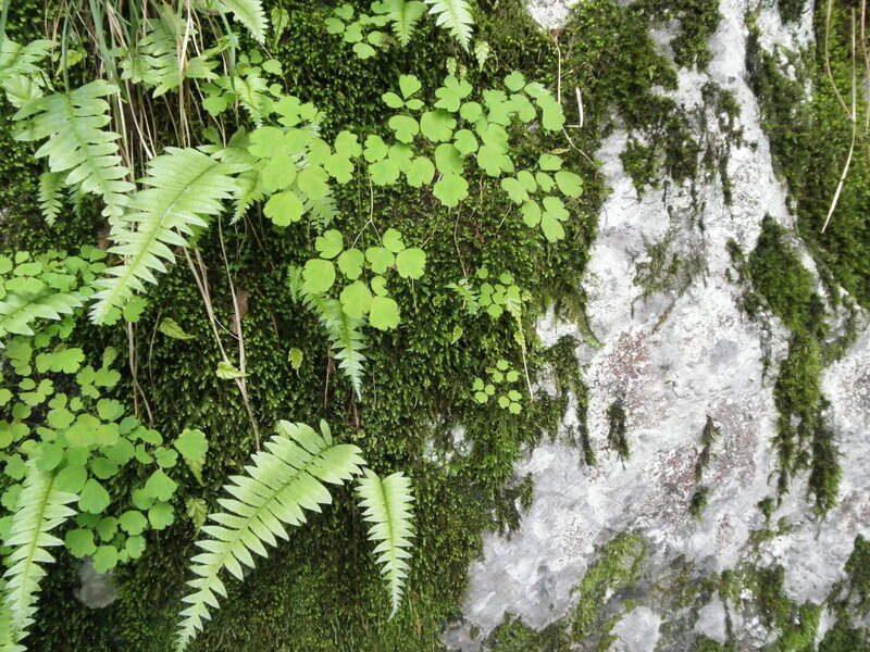 Moss and Ferns on Rock