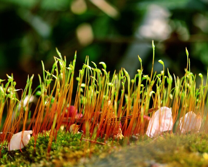 Moss and flower petals in sunlight