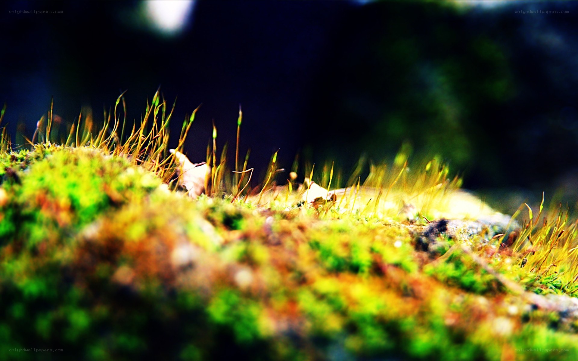 moss and grass in sunlight