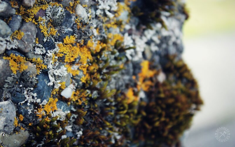moss and lichen on a rock