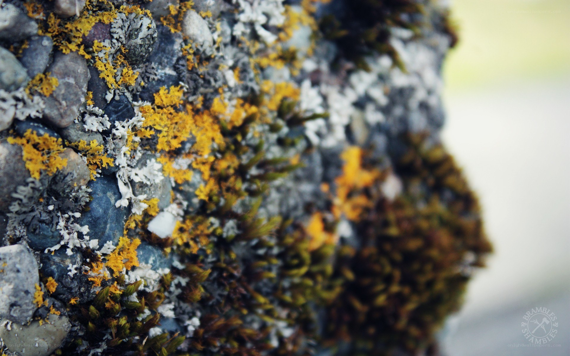 moss and lichen on a rock