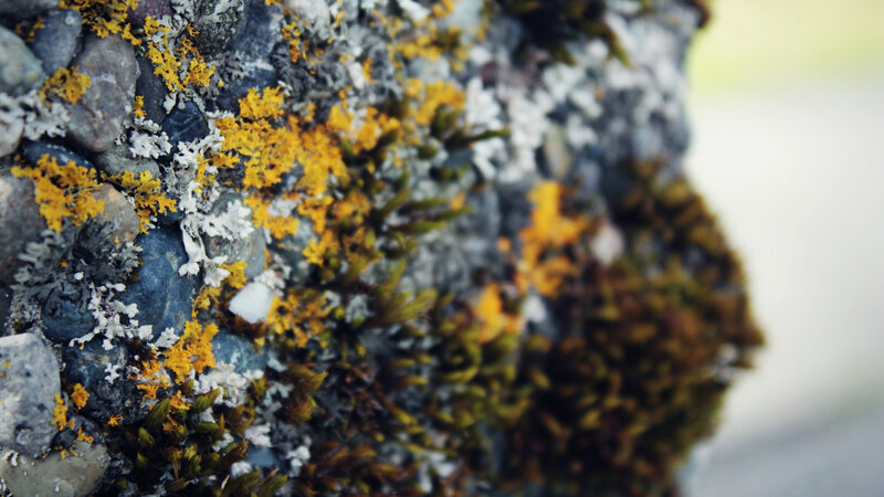 moss and lichen on a rock