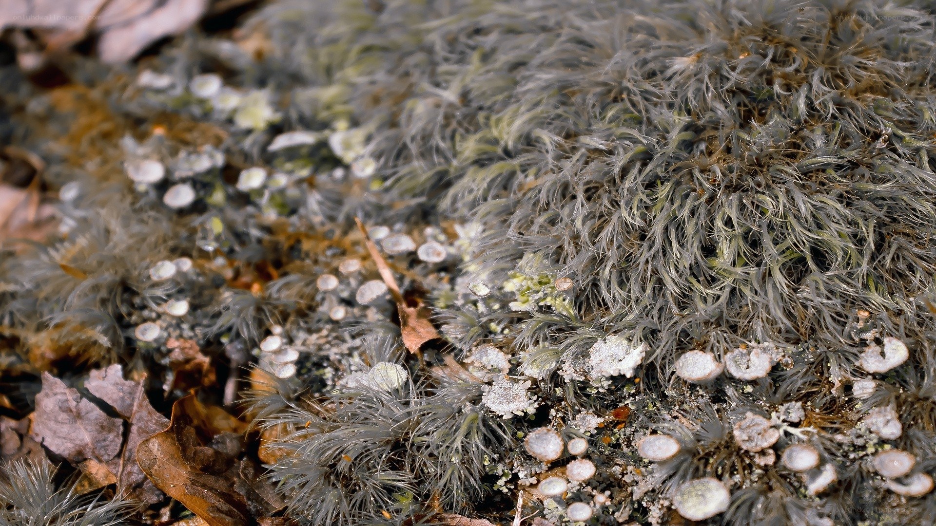 moss and lichen on forest floor