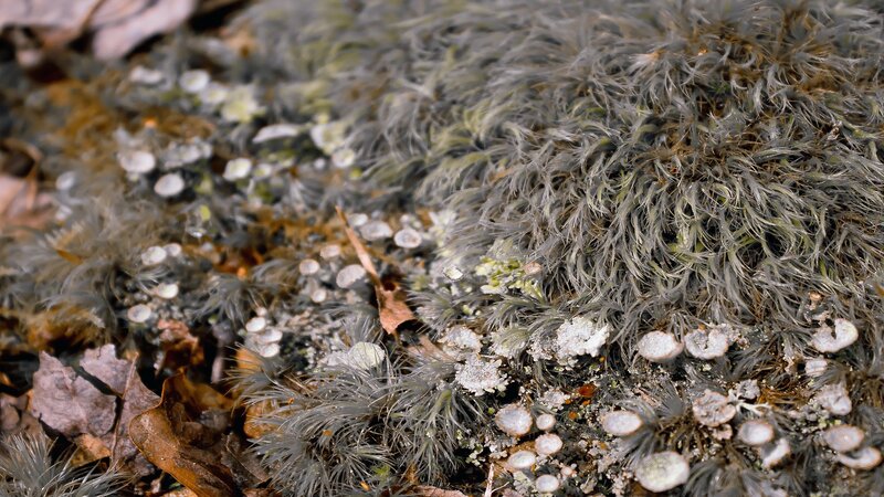 moss and lichen on forest floor