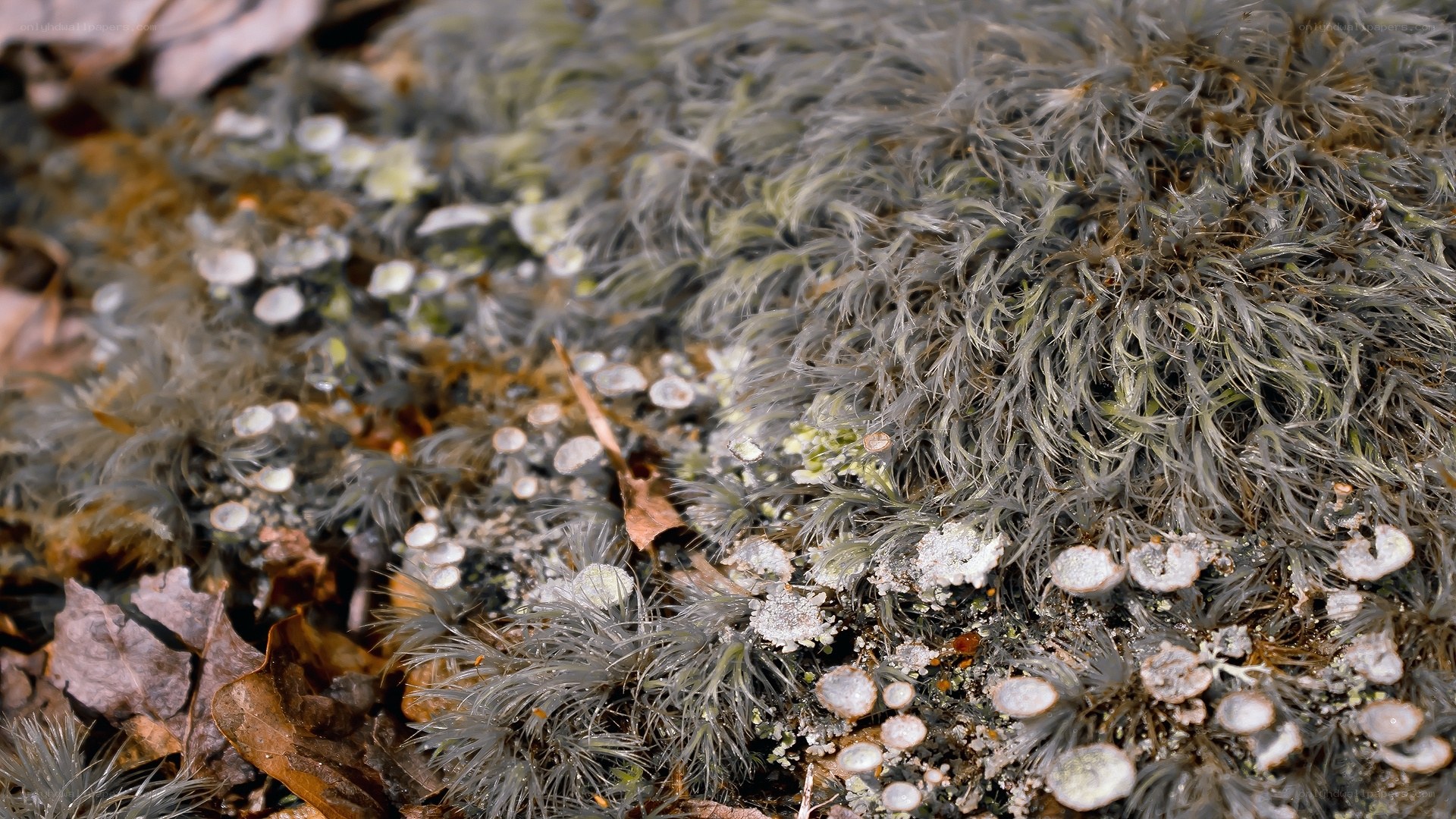 moss and lichen on forest floor