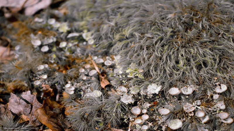 Moss and Lichen on Ground — Green