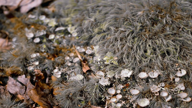 Moss and Lichen on Ground