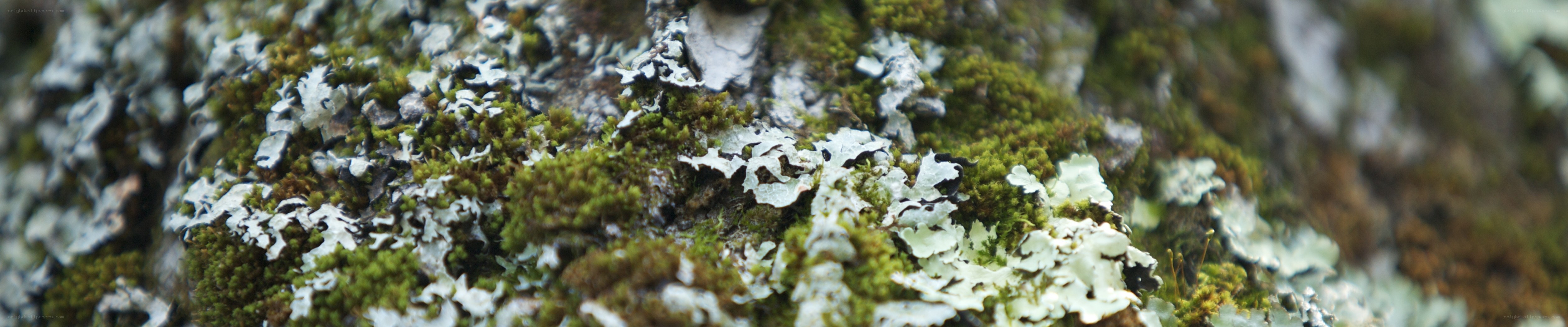 moss and lichen on tree bark