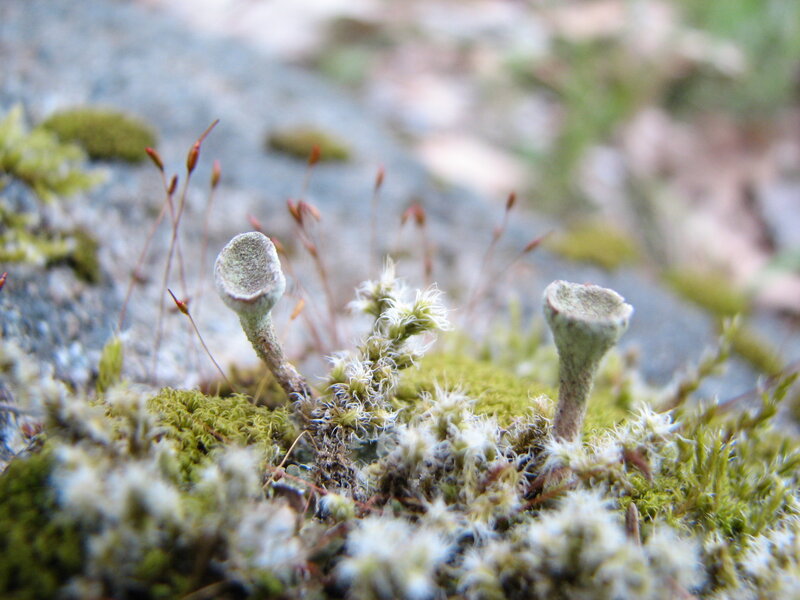 Moss and Lichens on Rock