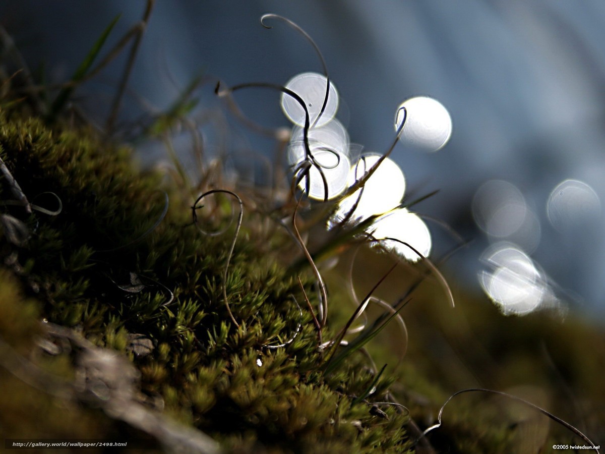 Moss and light bokeh