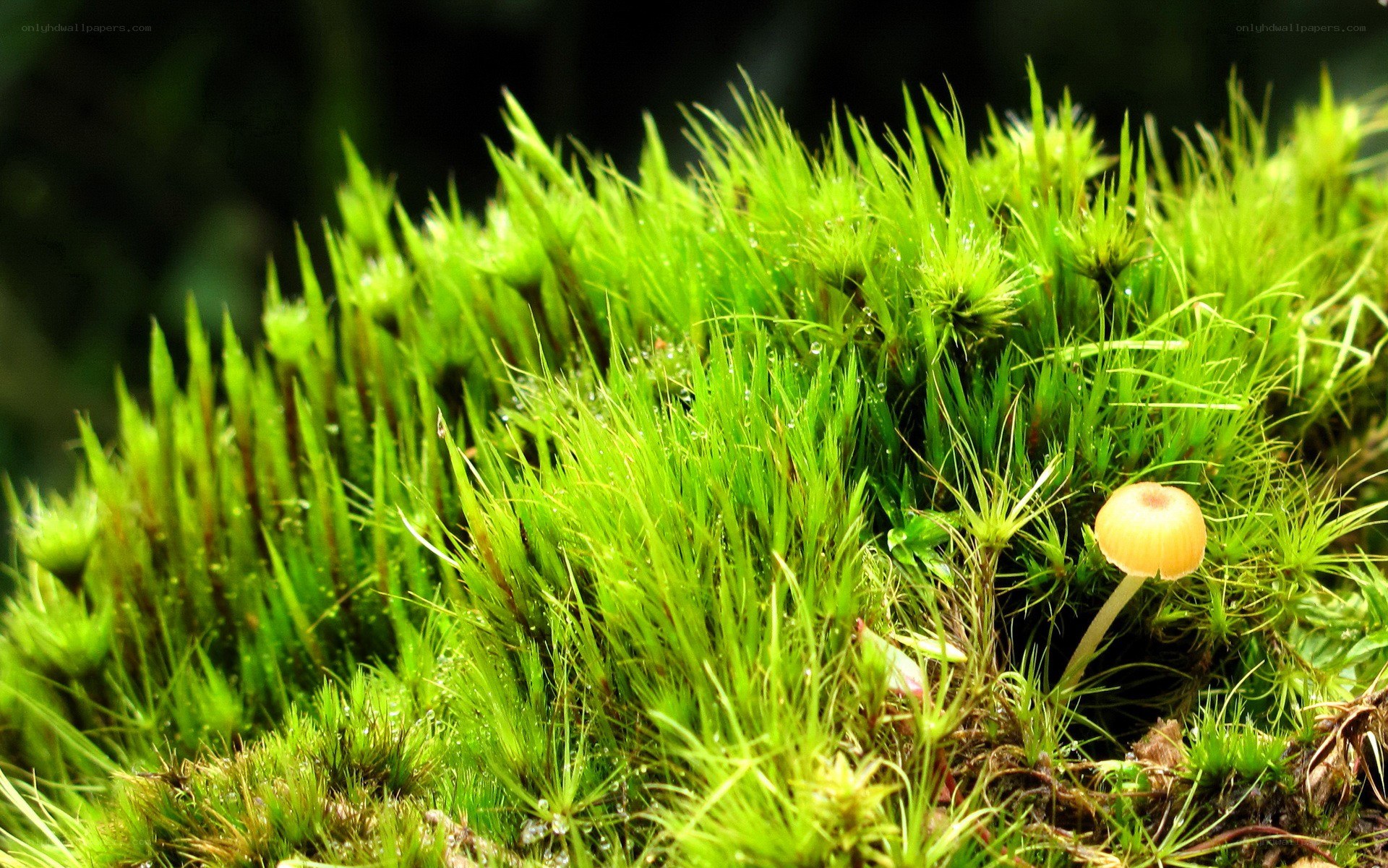 moss and mushroom in forest
