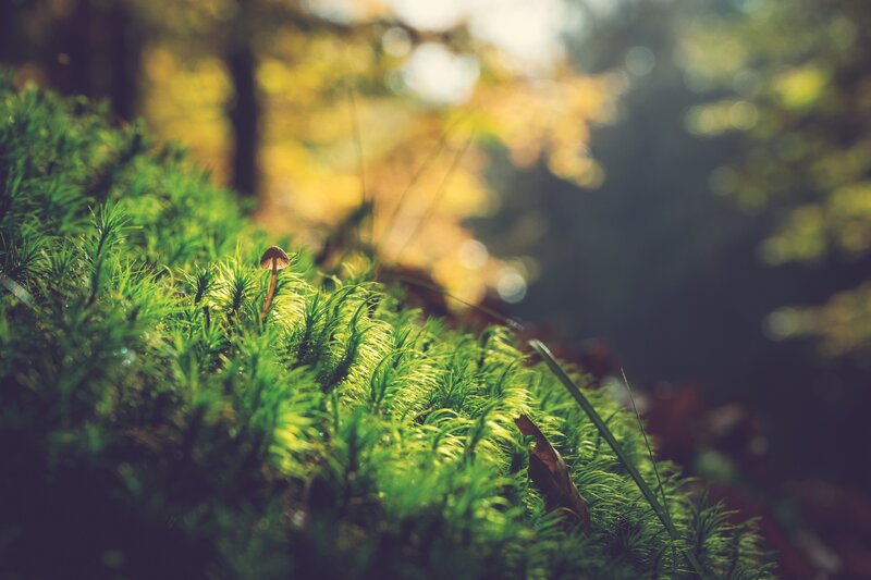 Moss and Mushroom in Forest — Green