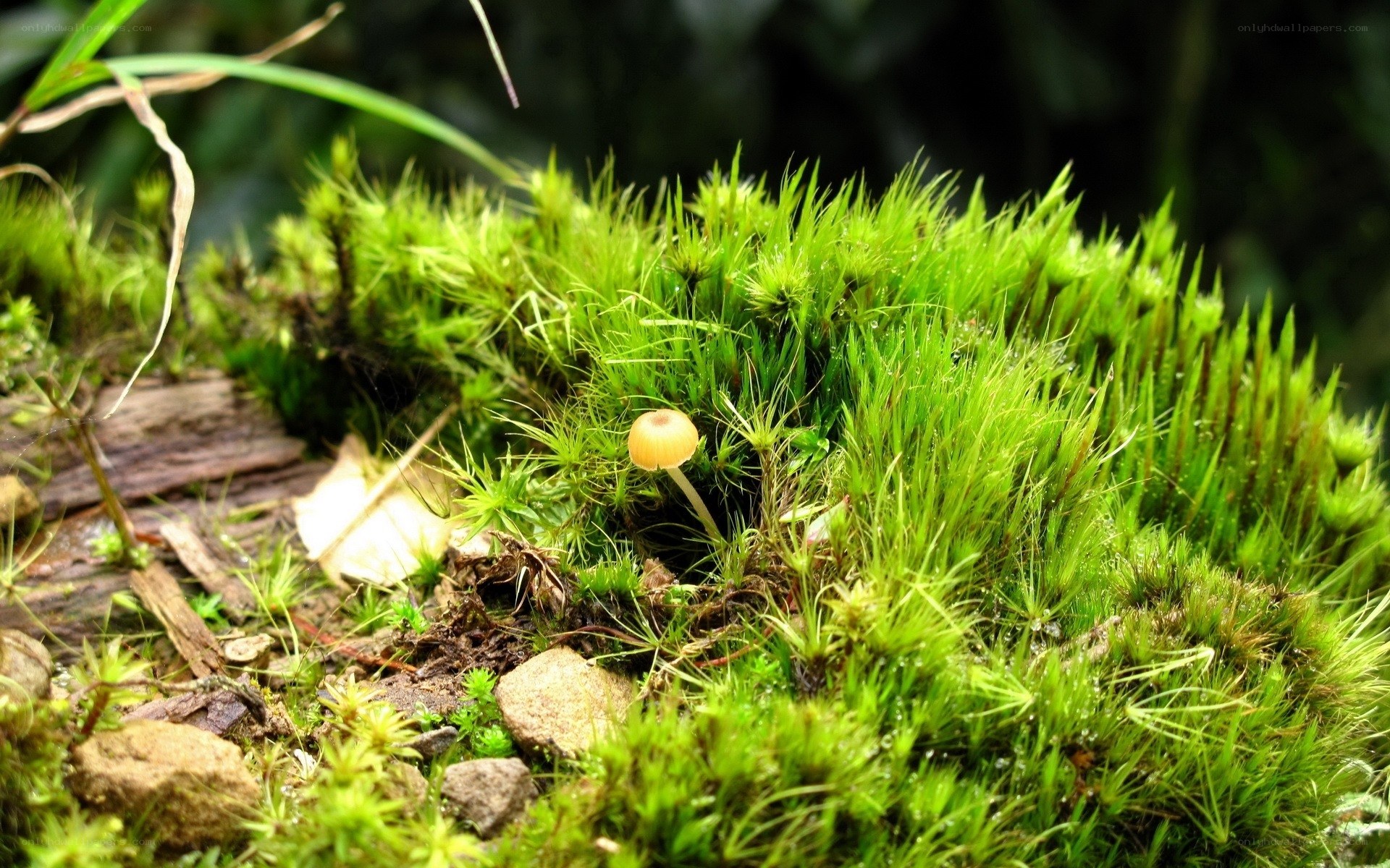 Moss and mushroom in forest