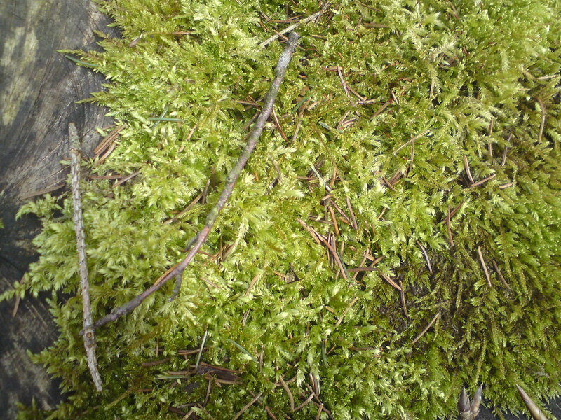 moss and pine needles on wood