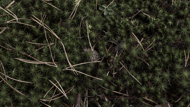 Moss and Pine Needles