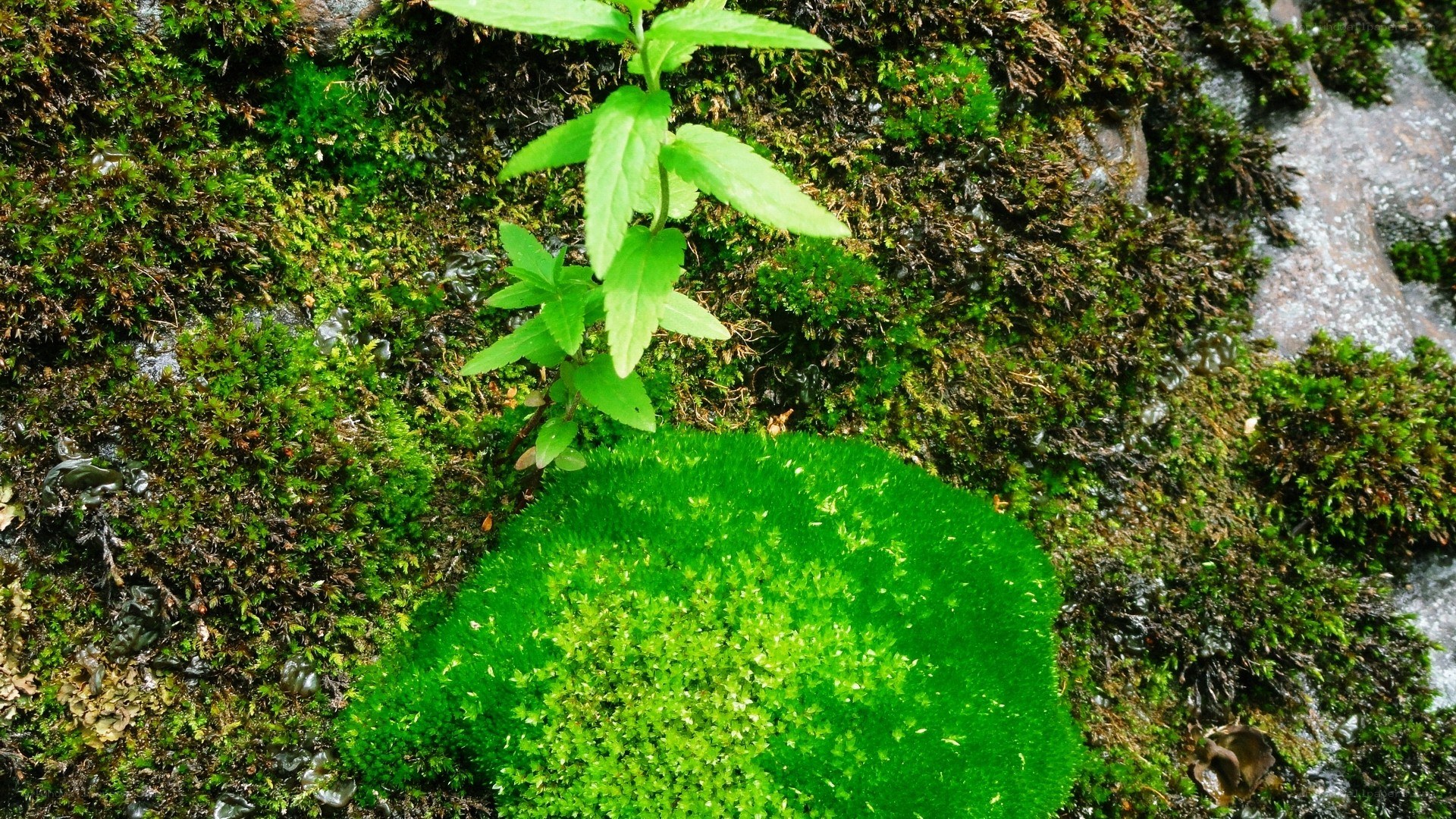 moss and plant on a rock