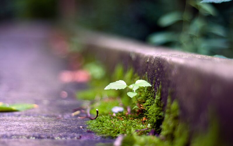 Moss and plant on a stone wall