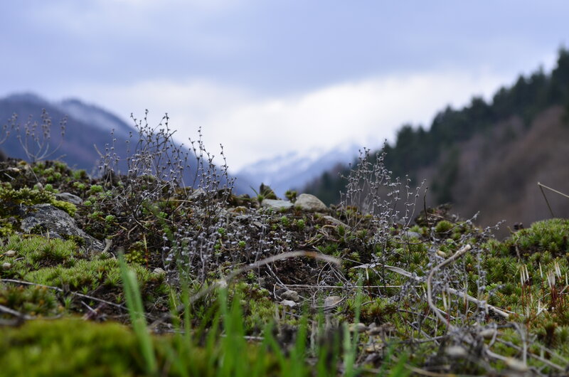 Moss and Plants on Hillside