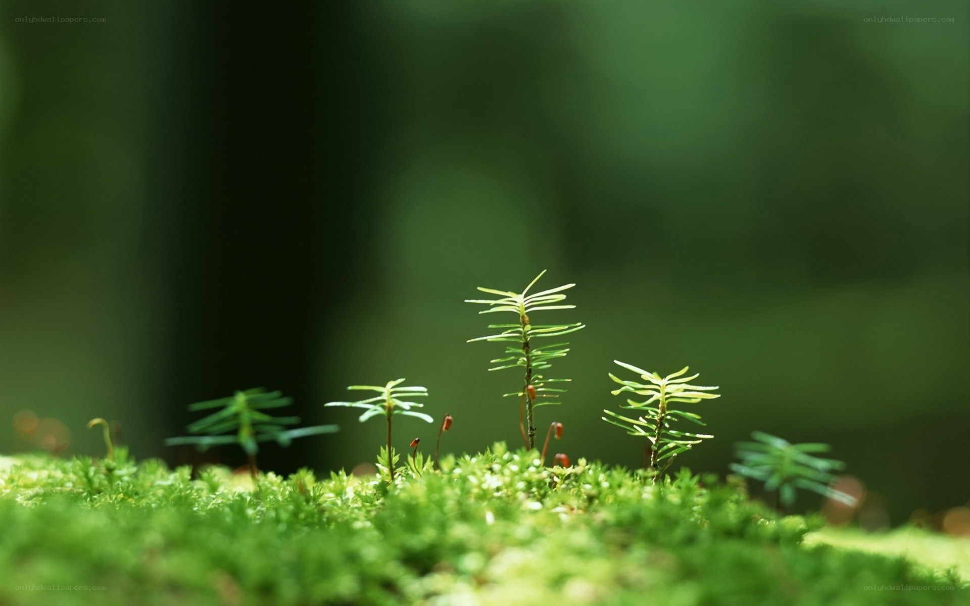 Moss and seedlings in forest