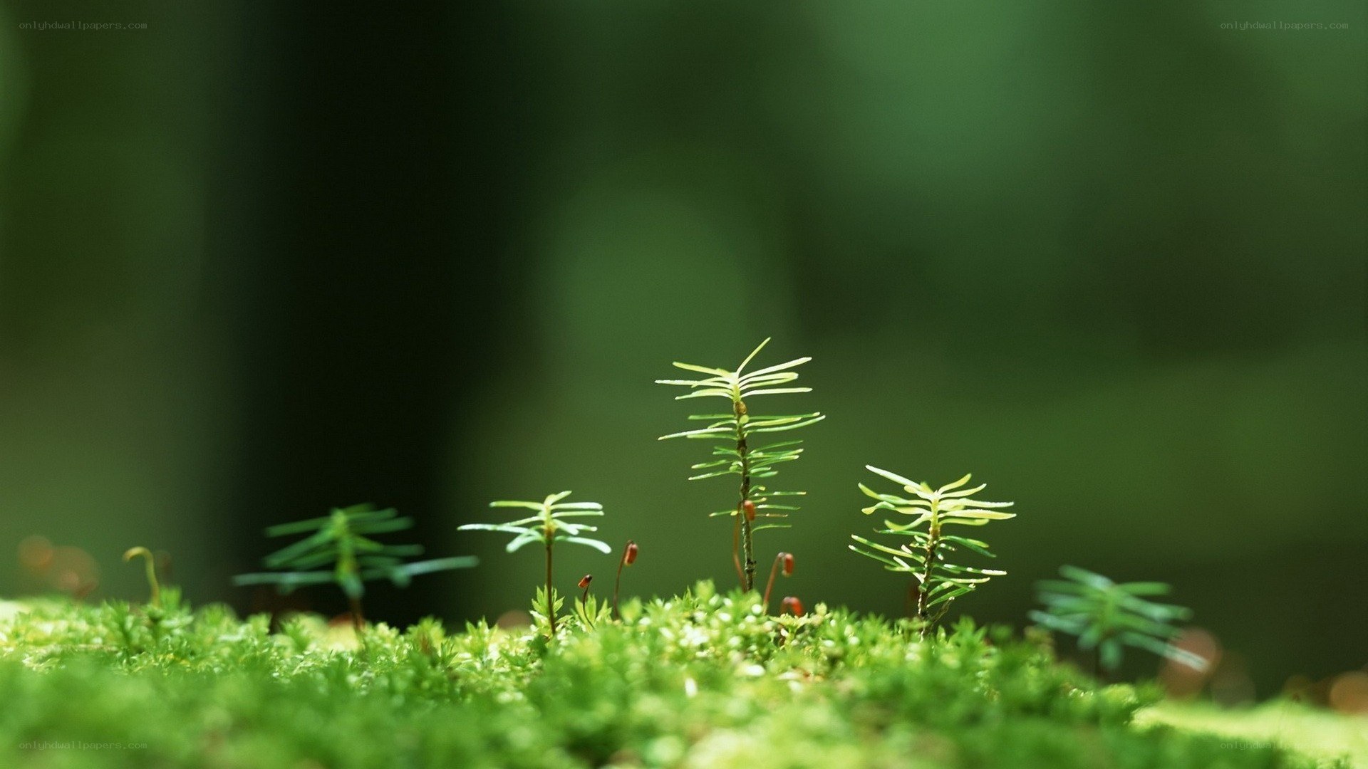 Moss and seedlings in forest