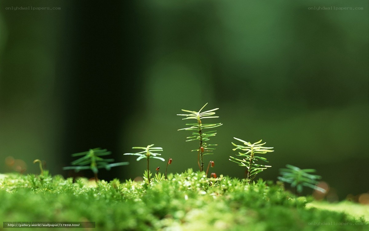 Moss and seedlings in forest
